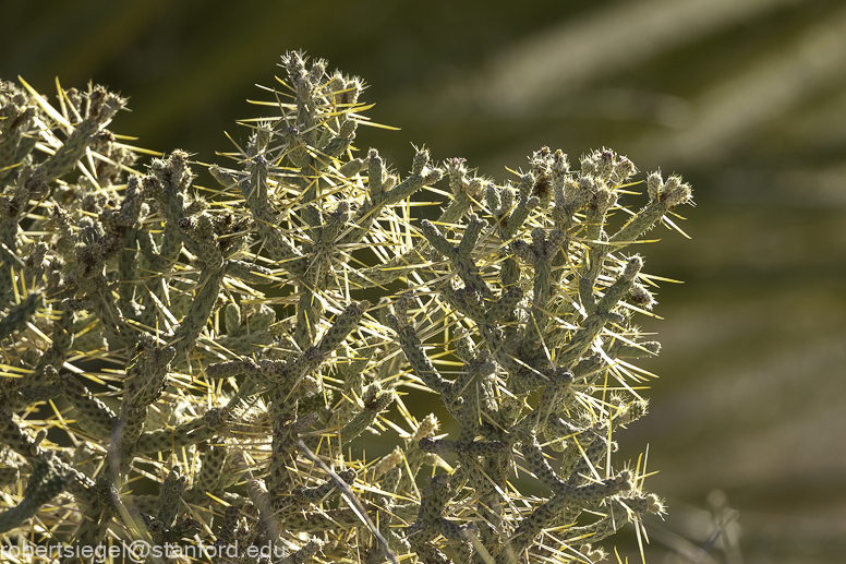 Desert Biogeography of Joshua Tree National Park